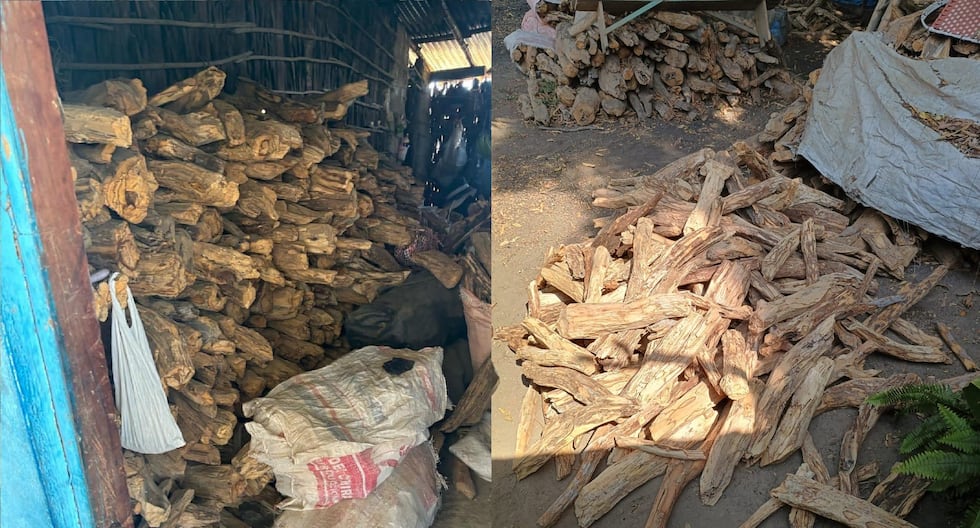 Sullana: Authorities seize palo santo stored in a home