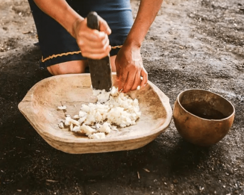 They chew it and spit it out: the process of the ancestral drink of yuca chicha in the Ecuadorian Amazon