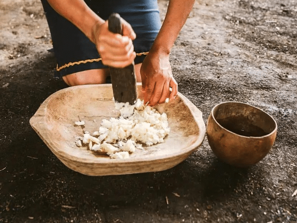 They chew it and spit it out: the process of the ancestral drink of yuca chicha in the Ecuadorian Amazon