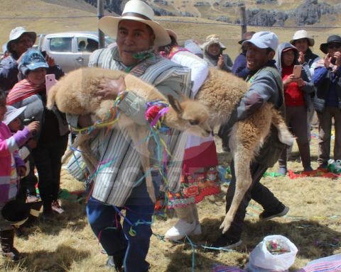 Vicuñas are married to increase the number of animals in La Oroya