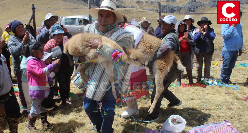 Vicuñas are married to increase the number of animals in La Oroya