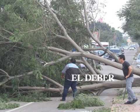 Winds knock down trees and cause havoc in the capital of Santa Cruz