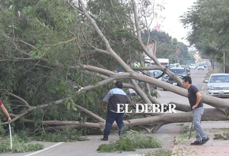 Winds knock down trees and cause havoc in the capital of Santa Cruz