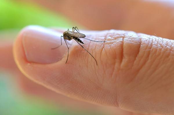 Día Mundial del Dengue: ¿cómo está RD, según los últimos informes de Salud Pública?