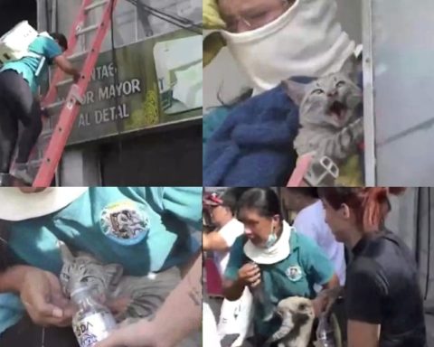 No dudó ni un segundo, Yurani Vanegas, la mujer que arriesgó su vida para salvar a una gata de un incendio