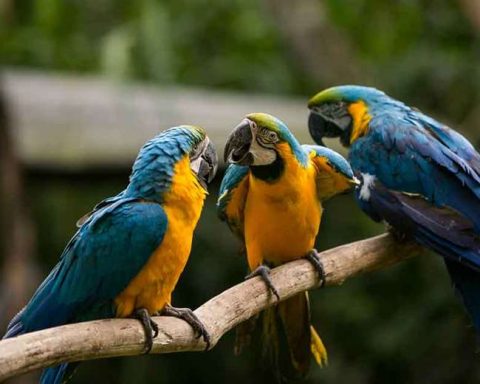 14 Blue-bearded macaws repatriated from the United States to protect them in Beni