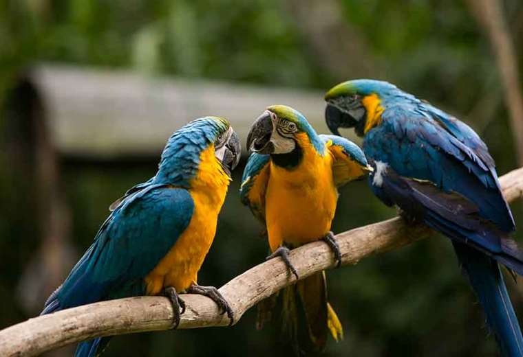 14 Blue-bearded macaws repatriated from the United States to protect them in Beni