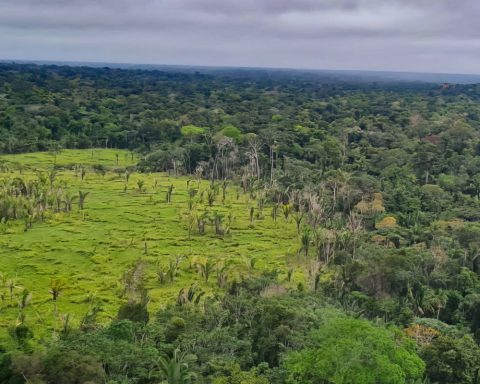 Amazon deforestation alerts drop 10.6%