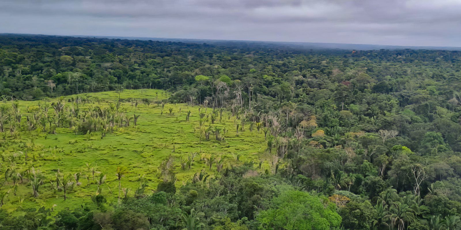 Amazon deforestation alerts drop 10.6%