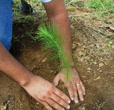 Voluntarios del Banco Popular siembran 4 mil 300 árboles