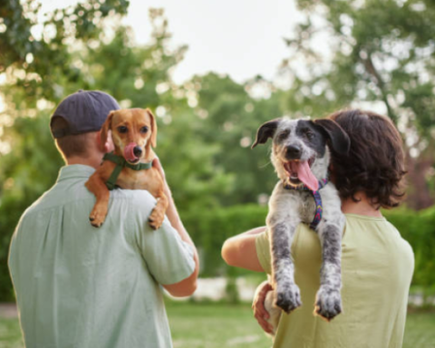 Bill proposes to give paid days of mourning for the death of pets