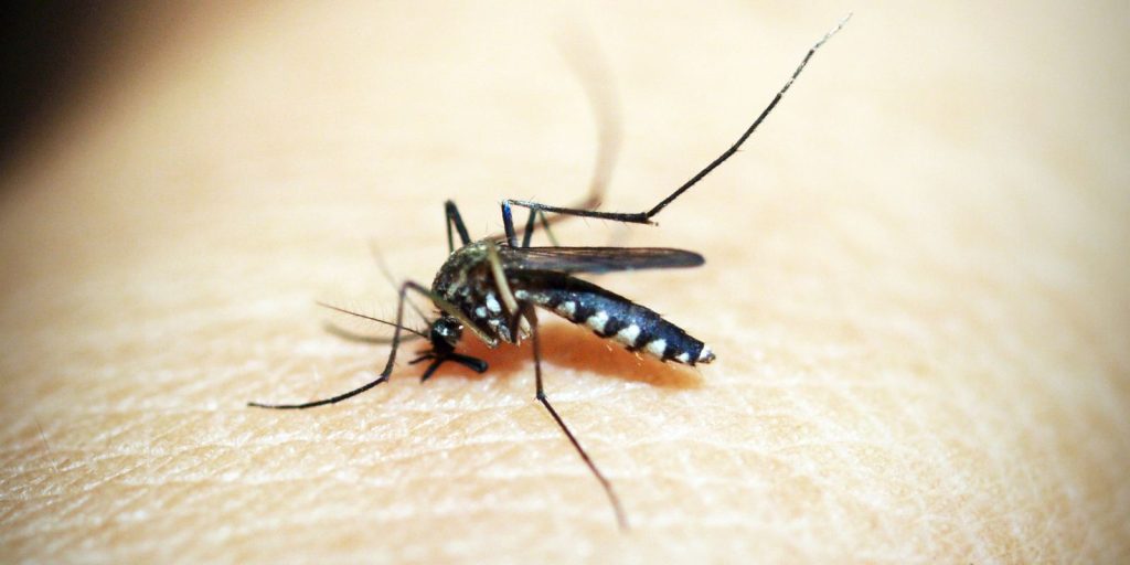 Brazil has more than 6.5 million probable cases of dengue this year