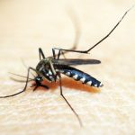 Brazil has more than 6.5 million probable cases of dengue this year