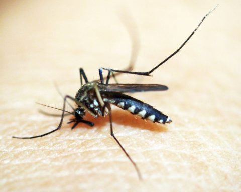 Brazil has more than 6.5 million probable cases of dengue this year