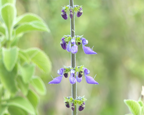 City in Rio de Janeiro opens medicinal plant pharmacy