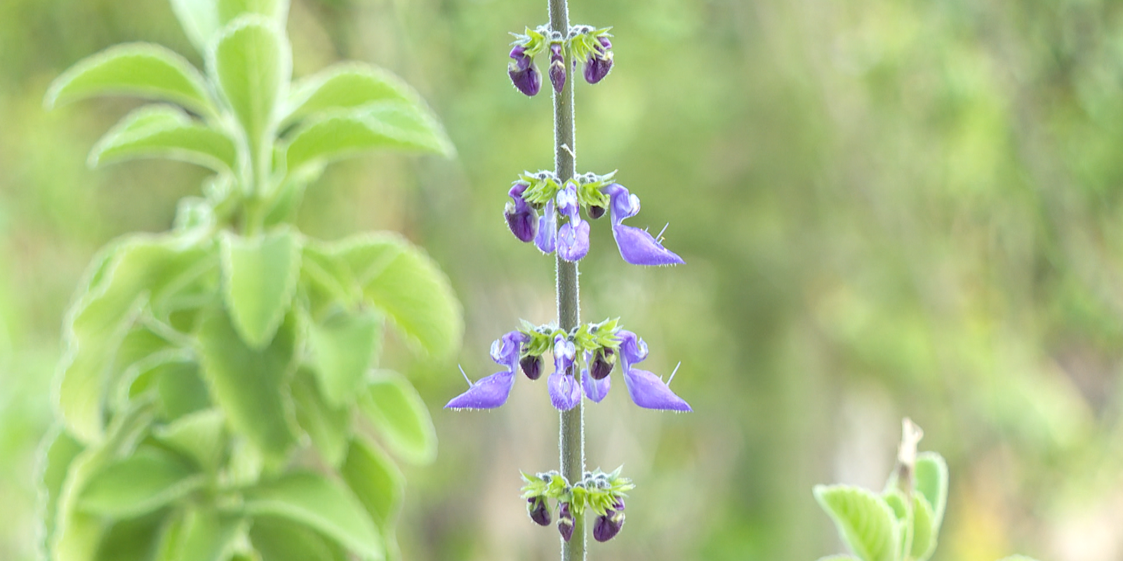 City in Rio de Janeiro opens medicinal plant pharmacy