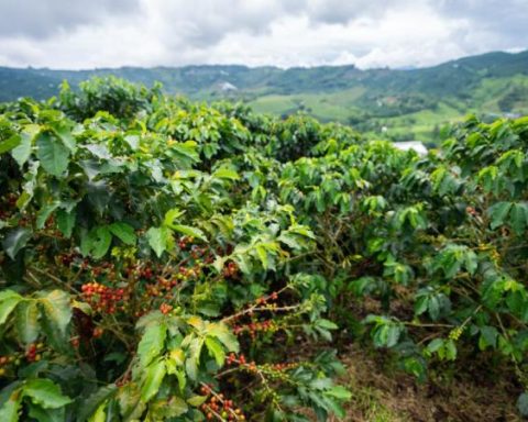 Coffee production grew 20% in August and maintains its upward trend