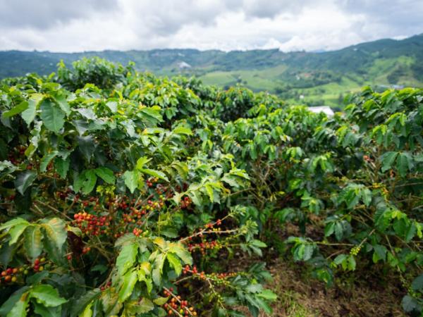 Coffee production grew 20% in August and maintains its upward trend