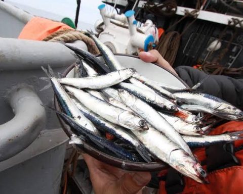 Congress approved a law that seeks to guarantee sustainability in the fishing sector