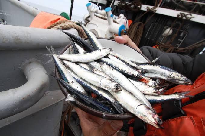 Congress approved a law that seeks to guarantee sustainability in the fishing sector