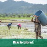 Deadline for submitting plan to rice growers on DR-Cafta is approaching