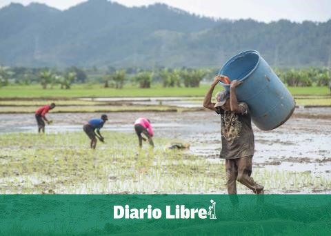 Deadline for submitting plan to rice growers on DR-Cafta is approaching