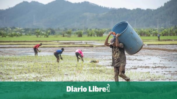 Deadline for submitting plan to rice growers on DR-Cafta is approaching