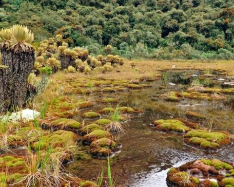 Discover the Tatamá National Natural Park, a jewel of biodiversity between Chocó, Risaralda and Valle