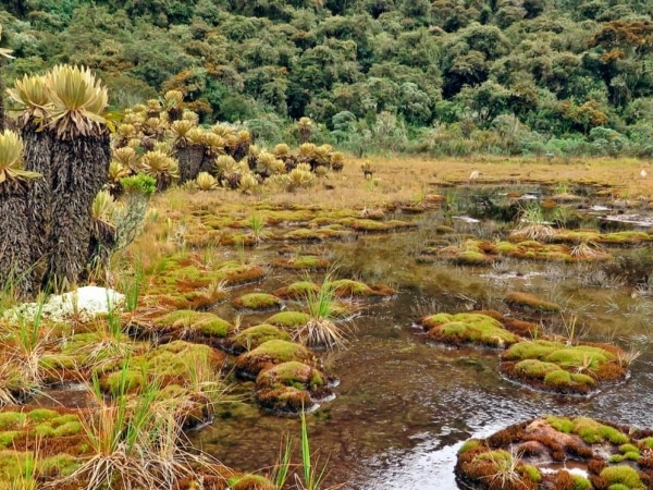 Discover the Tatamá National Natural Park, a jewel of biodiversity between Chocó, Risaralda and Valle