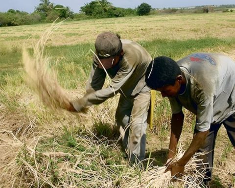 Drought affects more than 60,000 farmers in Piura