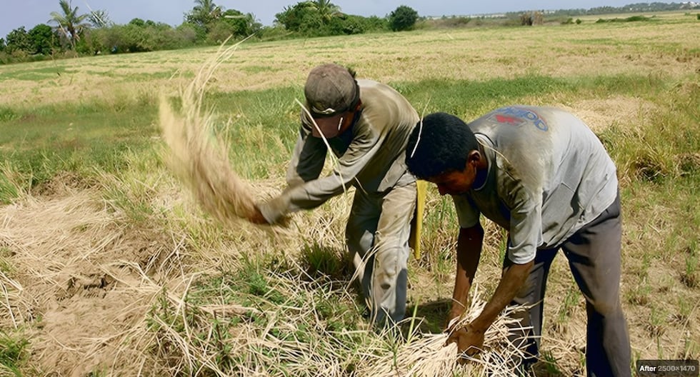 Drought affects more than 60,000 farmers in Piura