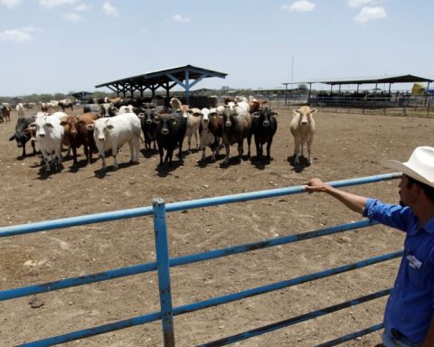 Droughts impact the price and weight of beef: Banxico