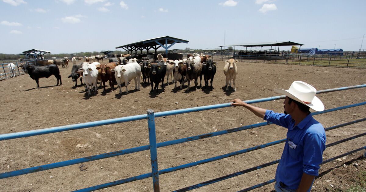 Droughts impact the price and weight of beef: Banxico