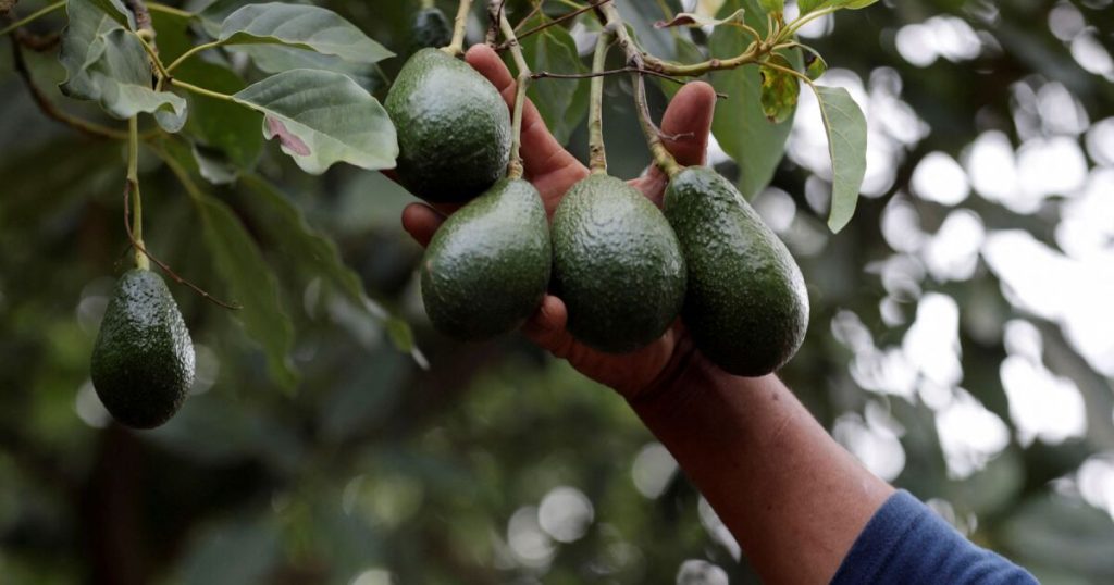 EU asks "rigorous implementation" of Mexico's avocado certification plan