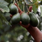 EU asks "rigorous implementation" of Mexico's avocado certification plan