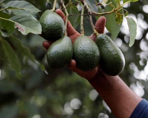 EU asks "rigorous implementation" of Mexico's avocado certification plan