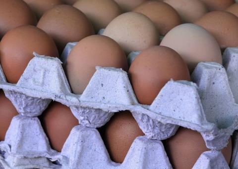 Egg exports to Cuba grow by US$6.7 MM in one year