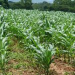 Fedeagro points out that the industry ignores the price agreement for a ton of corn