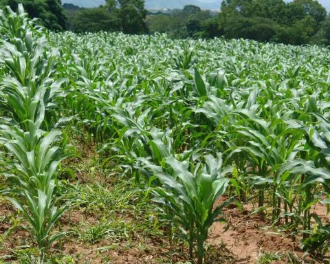 Fedeagro points out that the industry ignores the price agreement for a ton of corn