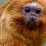 Federal Police arrest suspect of smuggling golden lion tamarins