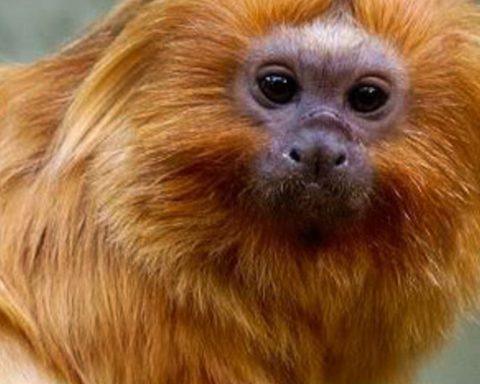 Federal Police arrest suspect of smuggling golden lion tamarins