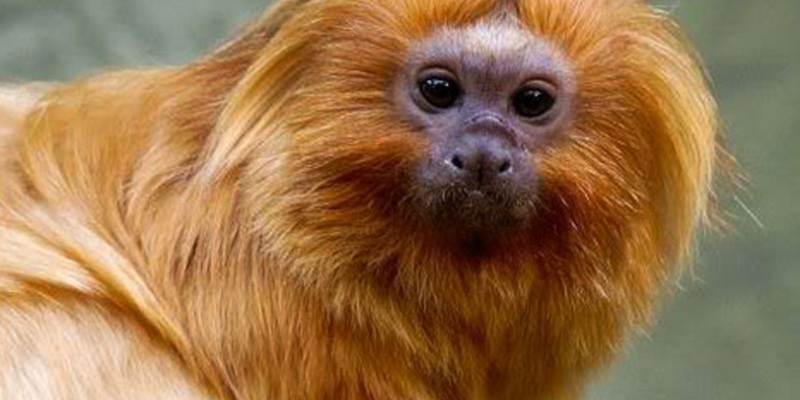 Federal Police arrest suspect of smuggling golden lion tamarins