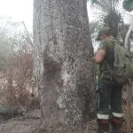 Fire burns the habitat of the blue macaw in San Matías