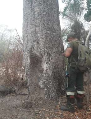 Fire burns the habitat of the blue macaw in San Matías