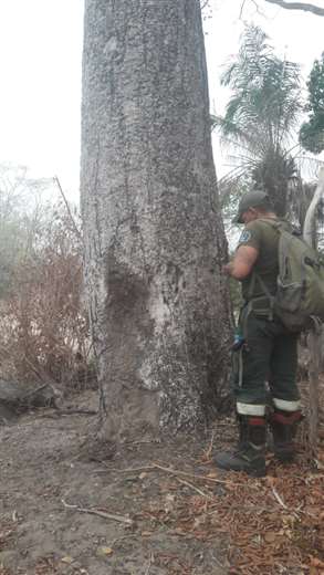 Fire burns the habitat of the blue macaw in San Matías