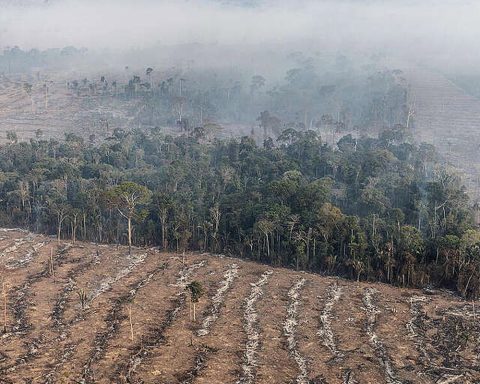 Fire in the Amazon is a stage in the economic exploitation of the biome