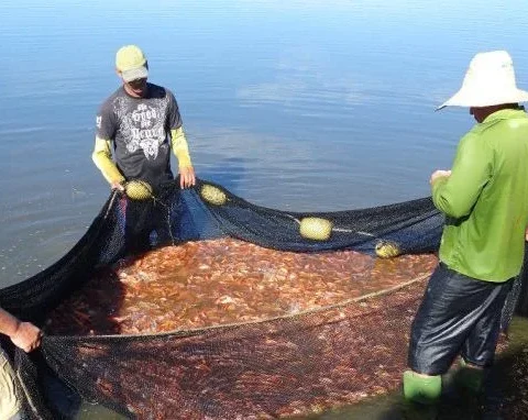 Fish: another food missing from the Cuban table