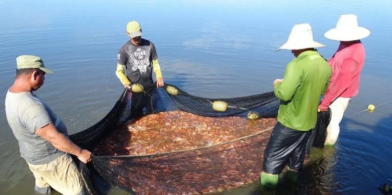 Fish: another food missing from the Cuban table