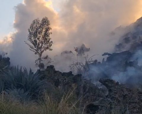 Forest fires: Park rangers and firefighters struggle to control blazes in regions