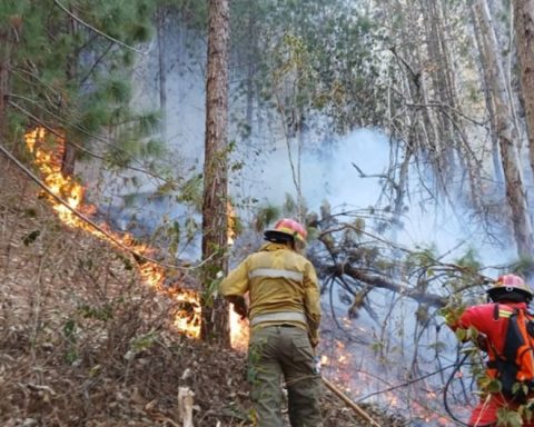 Forest fires in Peru: Death toll rises to 18 and 150 injured